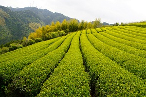 zelený čaj použití