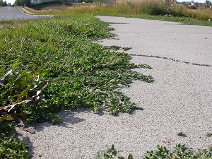 truskavec ptačí účinky