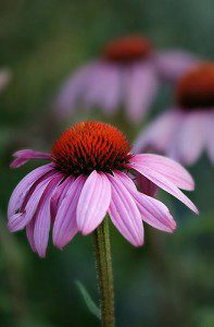 Echinacea purpurea
