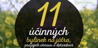 bylinky na játra