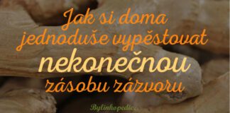 jak pěstovat zázvor