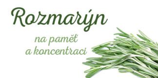 rozmarýn na paměť a koncentraci