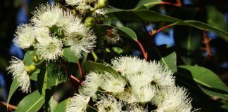 Eukalyptus