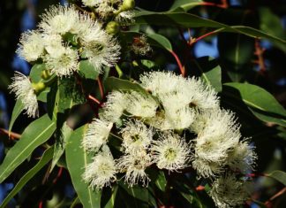 Eukalyptus