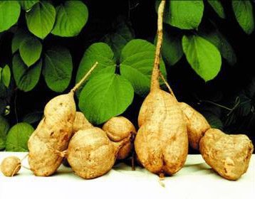 Pueraria Mirifica a její léčivé účinky, použití, recepty a další informace