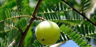 Indický angrešt (amla)