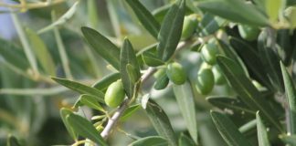olivy olivovník