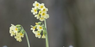 Prvosenka vyšší Primula elatior