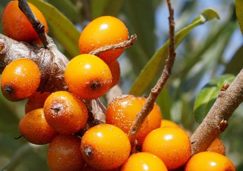 Holy fruit. Iceland Sea Buckthorn.