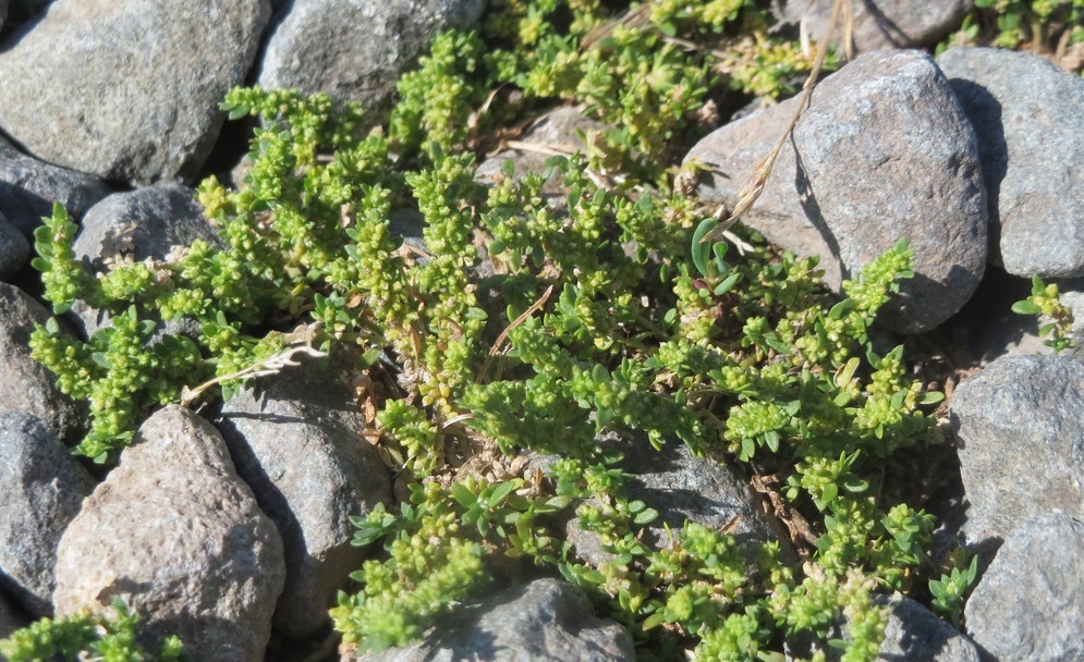 prutrznik rostlina