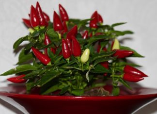 Jak povzbudit pomalý metabolismus přírodní cestou: zázvor, skořice, fenykl, hořec a chilli chili