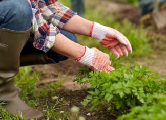 petrzel v zahrade
