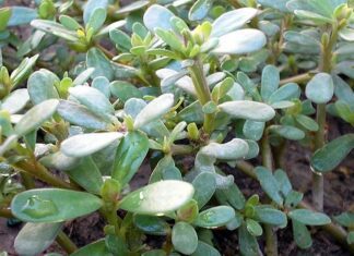 srucha zelena
