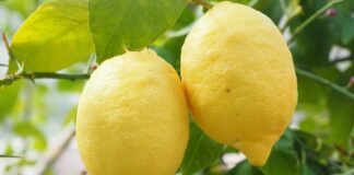 citrus limonovy