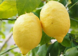 citrus limonovy