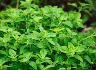 oregano
