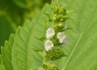 Klenot japonské kuchyně i domácí zahrádky: Perila křovitá (Shiso) perila