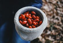 sipek