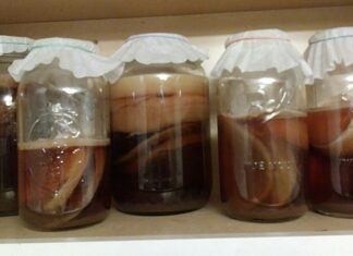 Střevní mikrobiom v rovnováze: fermentované produkty a vláknina jako základ zdravého trávení a imunity kombucha