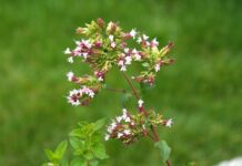 oregano