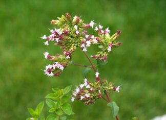 oregano