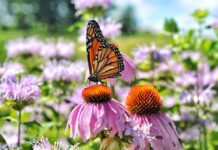 Echinacea pod lupou: Kdy může být užitečným pomocníkem a kdy od ní raději nečekat zázraky trapatkovka nachova