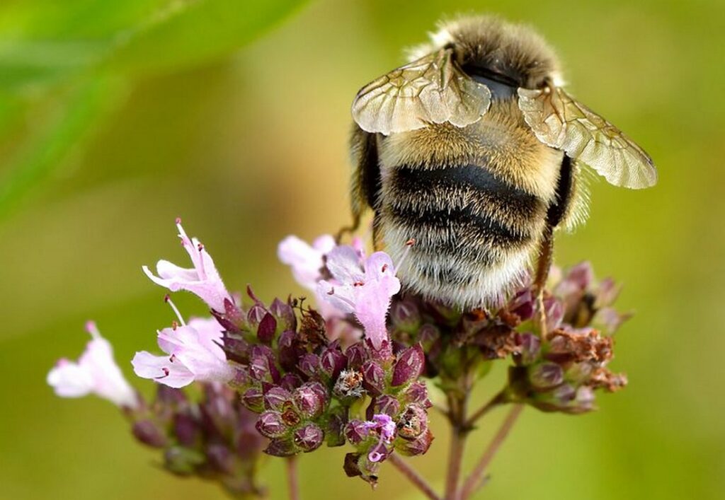 dobromysl obecna