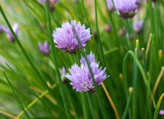 pazitka