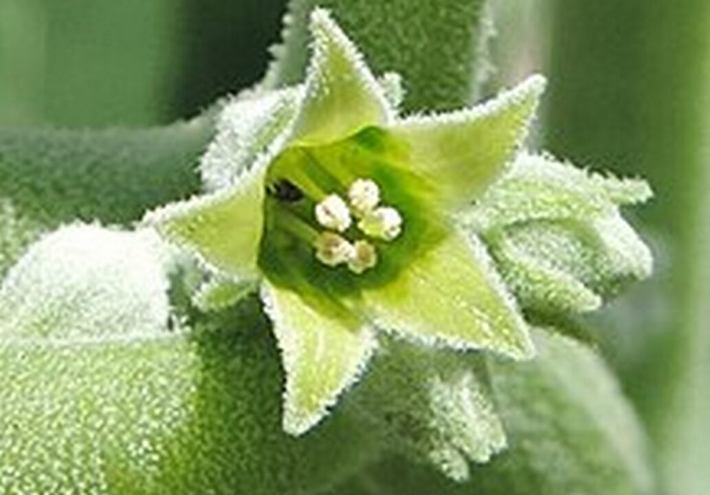 Ashwagandha