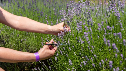 Female hand collecting lavender