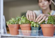 Healthy Cooking at Home,United Kingdom,Woman picking home grown herbs growing on windowsill