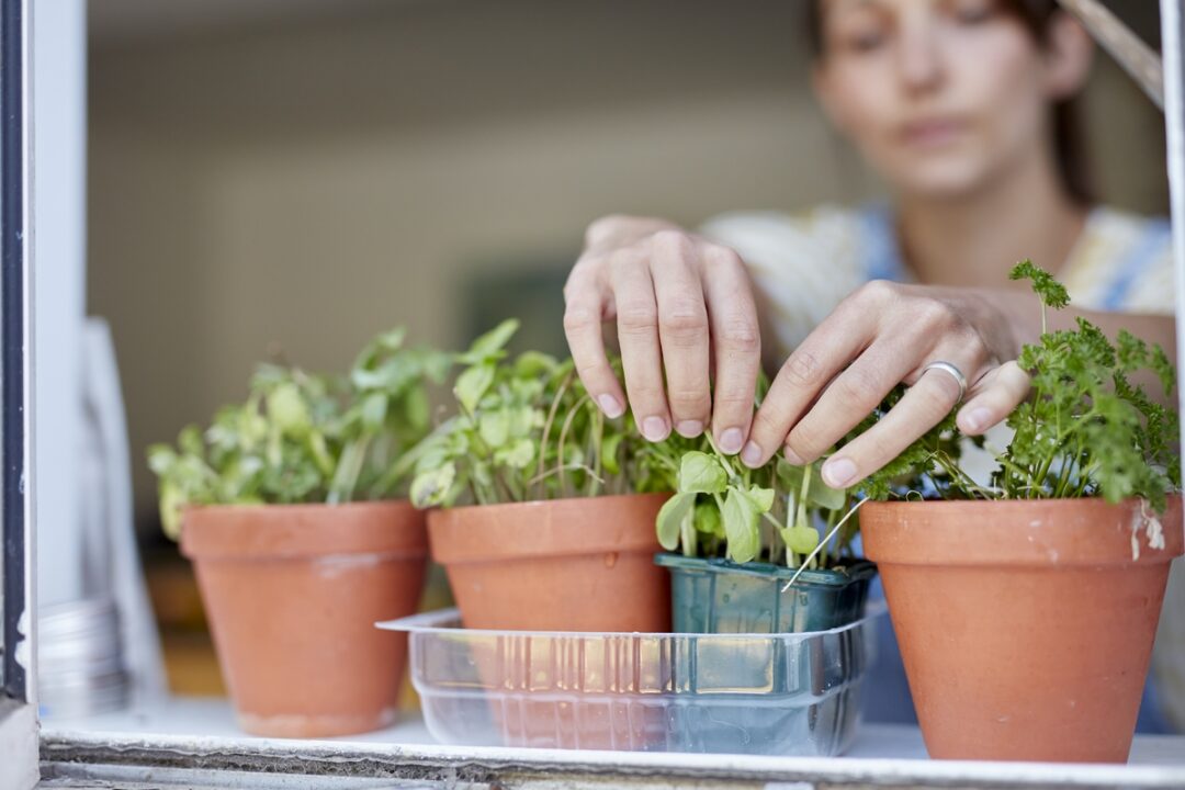 Healthy Cooking at Home,United Kingdom,Woman picking home grown herbs growing on windowsill