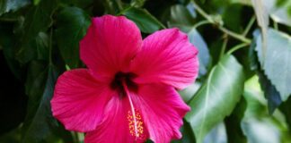 Bright,Pink,Tropical,Flower,Of,Purple,Hibiscus,(hibiscus,Rose,Sinensis)