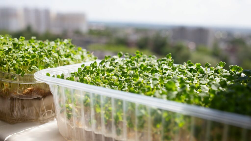 Zimní péče o bylinky: Udržení vlhkosti pro zdravý růst