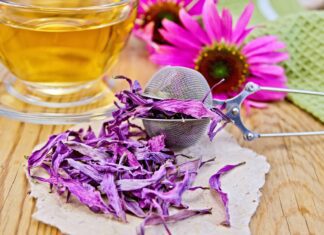 Echinacea (Echinacea purpurea) kořen - bylina: posilující bylinný nápoj s mnoha přínosy – NOVINKA