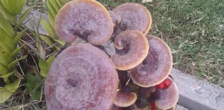 REISHI (Ganoderma lucidum): Houba nesmrtelnosti pro zdraví těla i mysli.