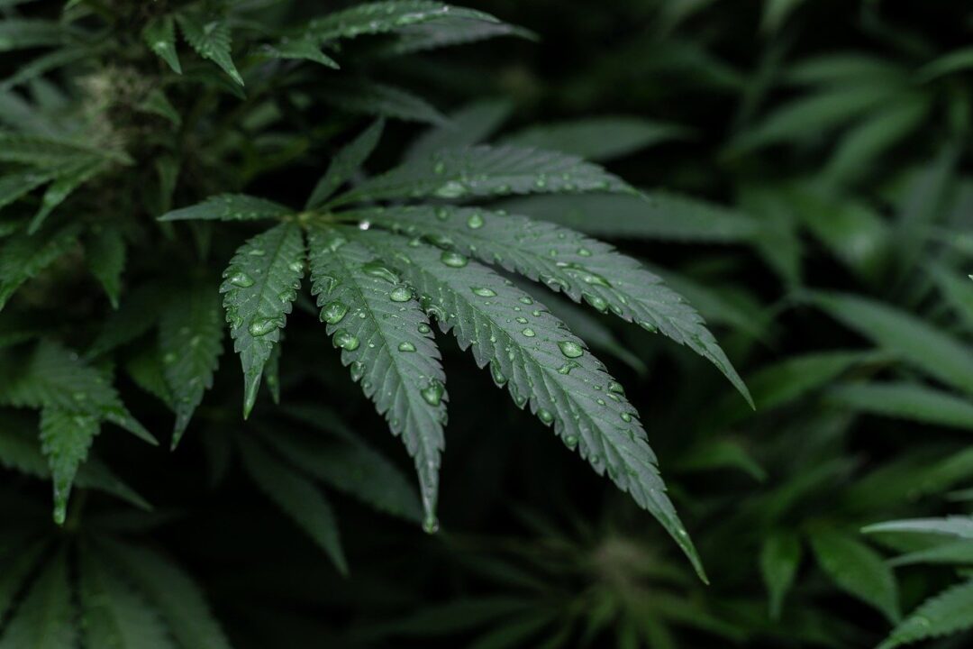CBD pro pár – harmonie a zdraví ve dvou - NYNÍ SLEVA 15%