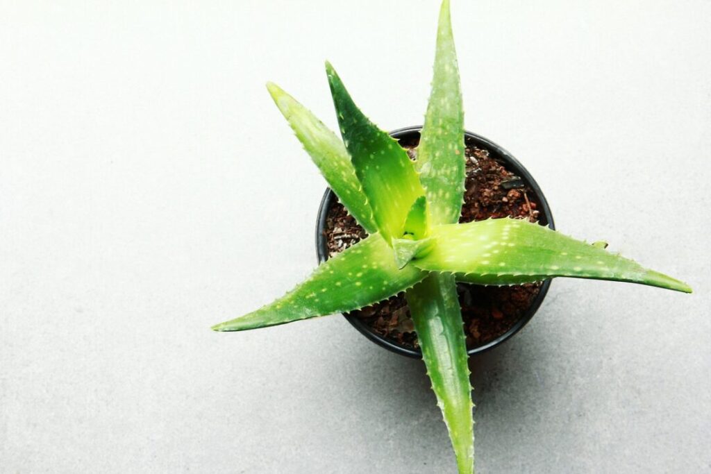 Aloe Vera ESI tělový gel, 100 ml – přírodní péče pro celou rodinu.