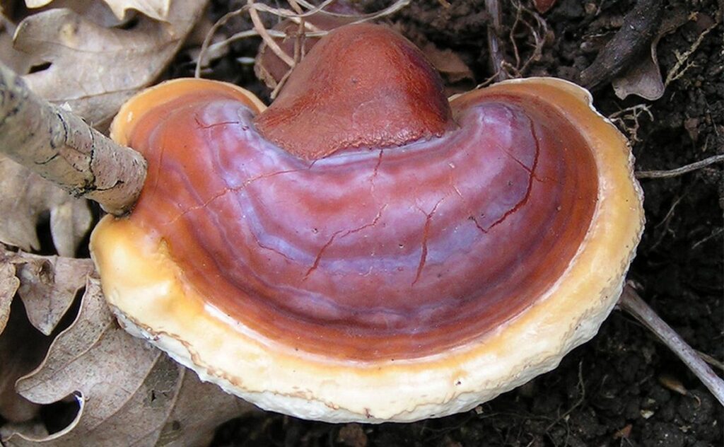 Reishi (Ganoderma Lucidum): Houba nesmrtelnosti pro vaši imunitu