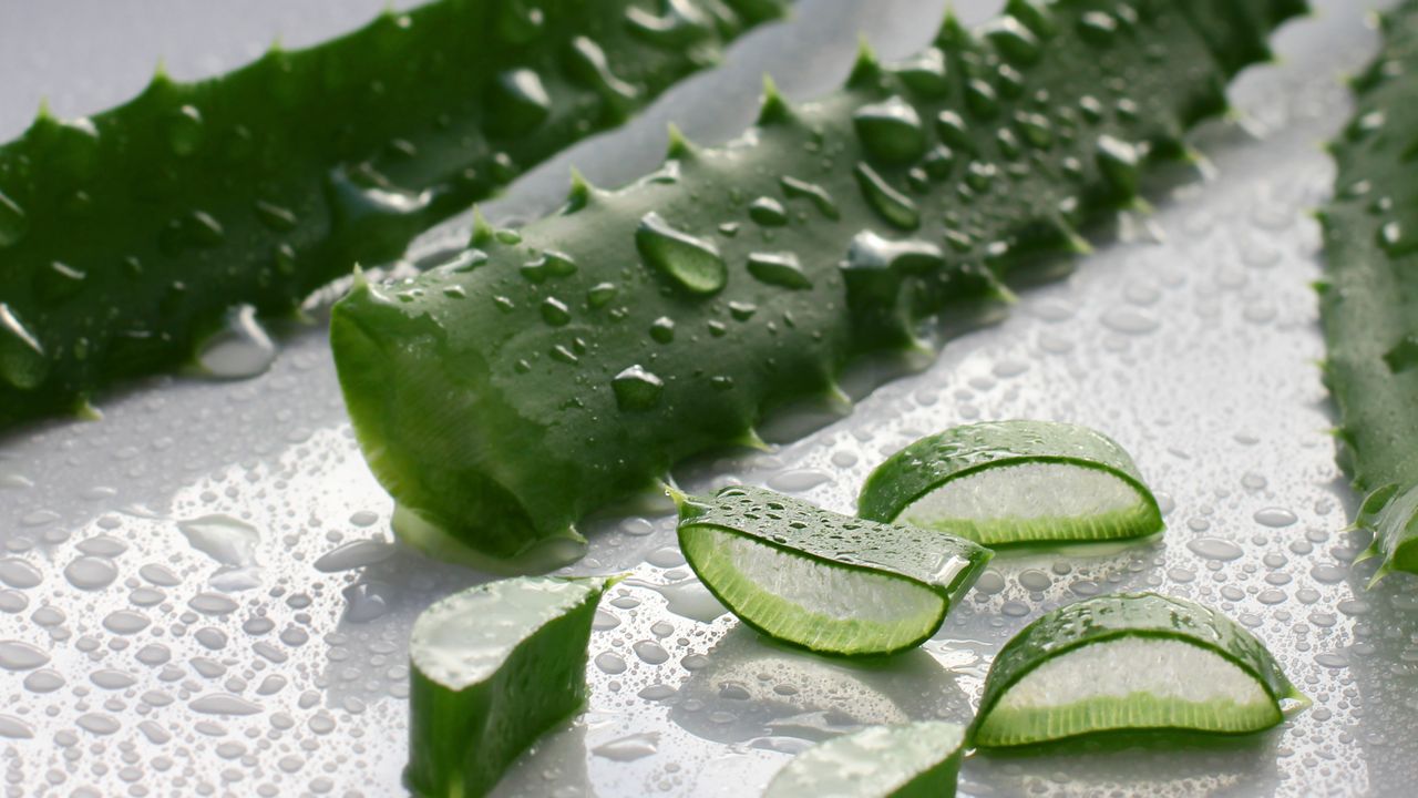 Aloe pravá: Multifunkční rostlina pro zdraví a péči o tělo