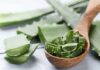 Aloe vera: přírodní léčitel v domácí lékárně