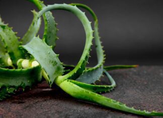 Aloe barbadoská: Přírodní zázrak s širokým spektrem využití