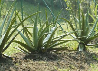 Když mám spálené tělo od slunce: pomoc z bylinek Aloe vera: přírodní léčitel v domácí lékárně