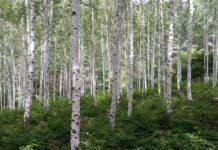 Bříza + kopřiva: přírodní podpora zdraví  - NYNÍ SLEVA %
