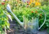 Voda a bylinky: Správné zavlažování pro bohatou sklizeň