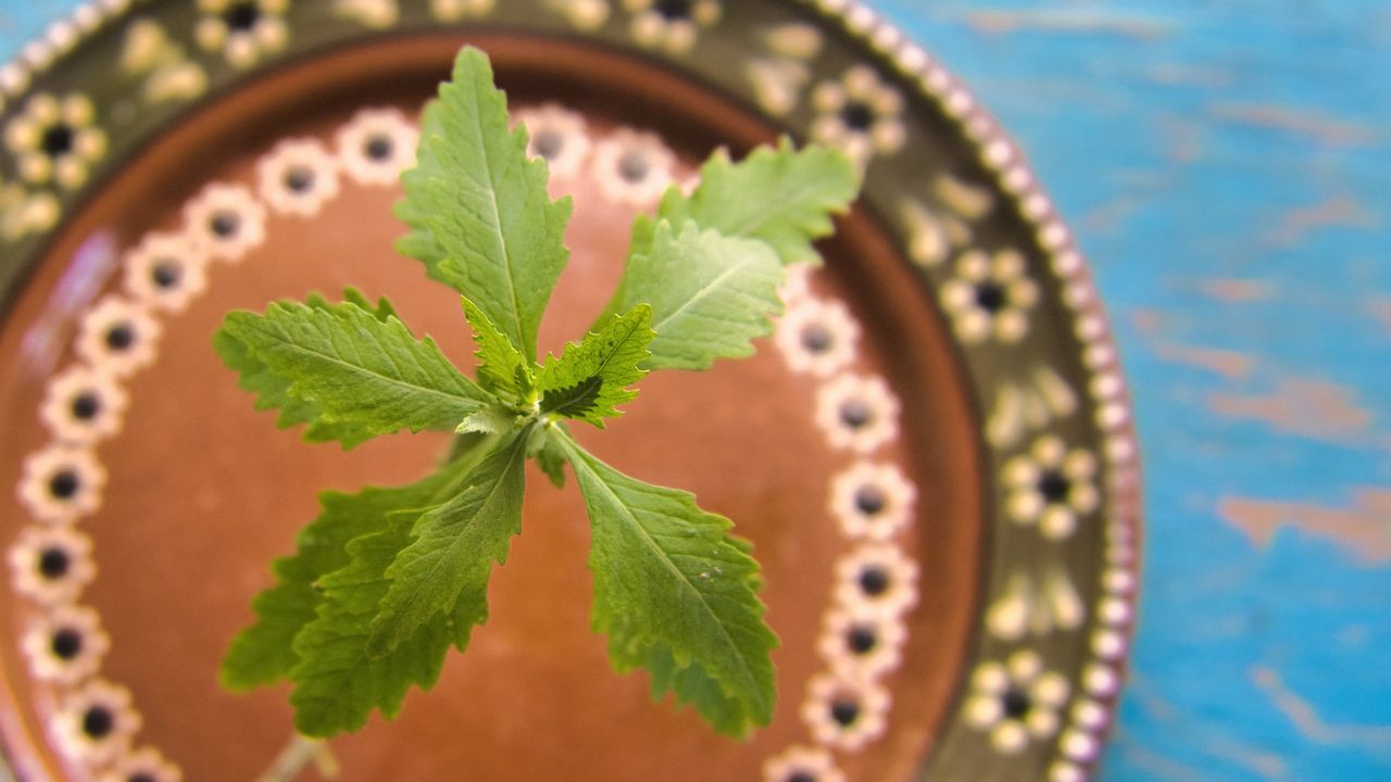 Epazote (Dysphania ambrosioides) - tradiční mexická bylinka, používaná hlavně v pokrmech z fazolí