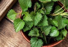 Bylinky a detoxikace: přírodní očista těla