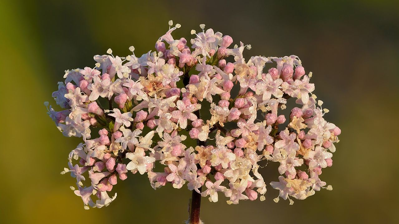 Kozlík lékařský: Přírodní sedativum a léčivá bylina