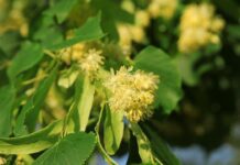 Lípa Malolistá (Tilia Cordata) - Její květy se používají na čaj