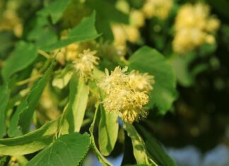 Lípa Malolistá (Tilia Cordata) - Její květy se používají na čaj